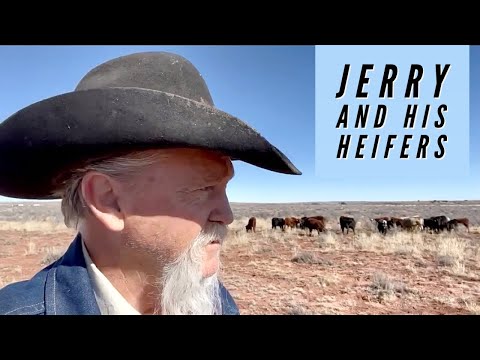 HONK SOME HEIFERS IN FOR A TREAT | TOUR OF PINTA PASTURE #cattle #river