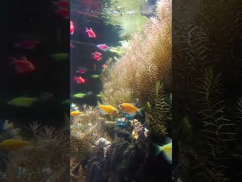 Nice aquarium #shortvideo