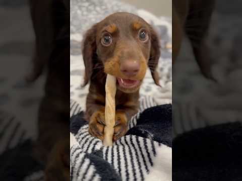 PUPPY Not Like Us! #minidachshund #puppy #dachshund #weinerdog #cutedog #cutepuppy #funnydog #dog