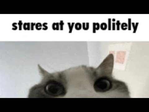 cat gifs added with sounds 2