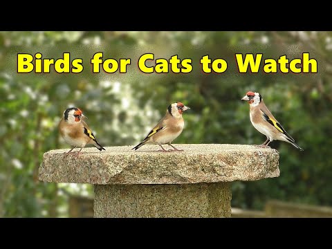 Calming Videos for Cats ~ Gentle Bird Sounds Relaxation