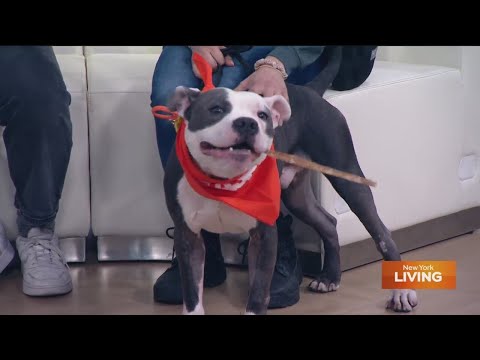 Tail waggin Tuesday with Frosty the pup