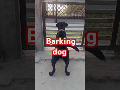 barking labrador laika