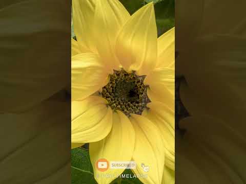 SUNFLOWER Time Lapse #shorts