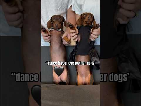 Dancing DACHSHUNDS Send Their Love! #minidachshund #dance #trend #dachshund #cute #funny #cutedog