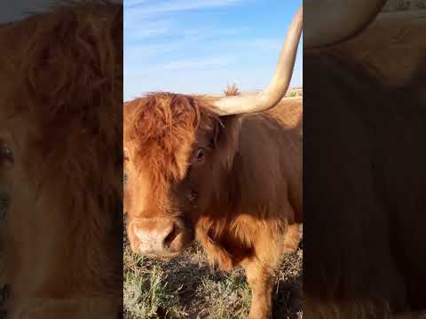 Cookie Time #highlandcows #colorado #ranching