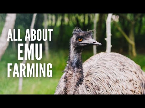 Emu Farming: An In-Depth Guide on Raising Emus