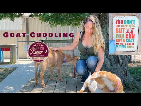 Goat Cuddling at Harmony Lane Farm and Creamery