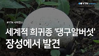 세계적 희귀종 '댕구알버섯' 장성에서 발견 / YTN 사이언스