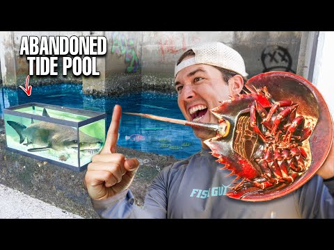 Catching Creepy SEA CREATURES Living In Abandoned TIDE POOL! (What's Inside?)