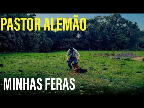 ANTIGAMENTE ESSA ERA MINHA MATILHA DE CACHORRO PASTOR ALEMÃO !