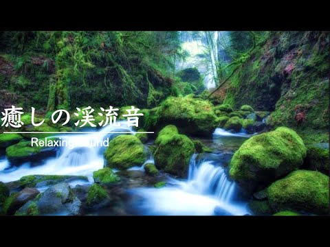 【自然の音】川のせせらぎ・鳥のさえずり・渓流音・作業用BGM | Cherry Blossoms