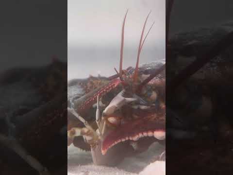 Pet grocery store lobster🦞 eats blue crab! 🦀