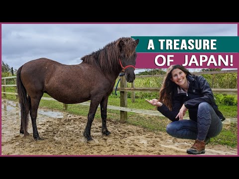 Riding the Tokara Horse [吐噶喇馬] in Japan!