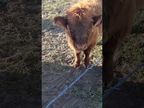 Helping River out of a jam! #highlandcows #ranching #colorado