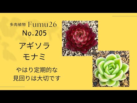 【多肉植物】あらら残念😢モナミが虫被害に💦💦