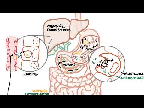 Understanding Vitamin B12 metabolism