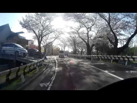 【原二ツーリング】水元公園サンダーロードの桜並木Ⅰ【PCX】