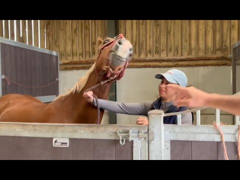 Helping a troubled recently purchased 3 year old horse