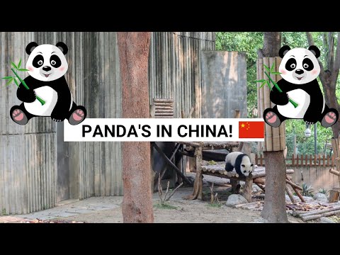 SEEING PANDA’S IN CHINA & THE GIANT BUDDHA FROM CHENGDU | Backpacking China Vlog 2