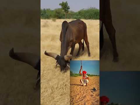 Kankrej Cow Marwad Pawti