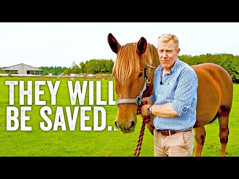 Saving Britain's Oldest Horse (Part Two) - Adam Henson's Farm Diaries