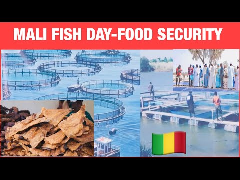 MALI FISH DAY:THE FUTURE OF AQUACULTURE FLOATING FISH FARMING IN MALI EXTENSIONS …