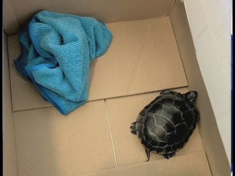 Pennsylvania man caught hiding live turtle near groin at Newark Airport