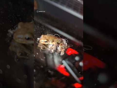 Frog found inside of gaming PC #shorts