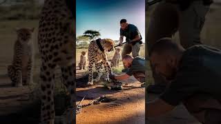 Trapped Cheetah Freed by Rescuers' Intervention