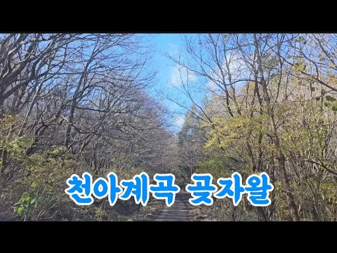 천아숲길 단풍이떨어진숲길 곶자왈 제주 한라산둘레길