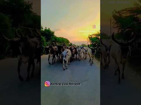 Kankrej Cow Marwad 😍