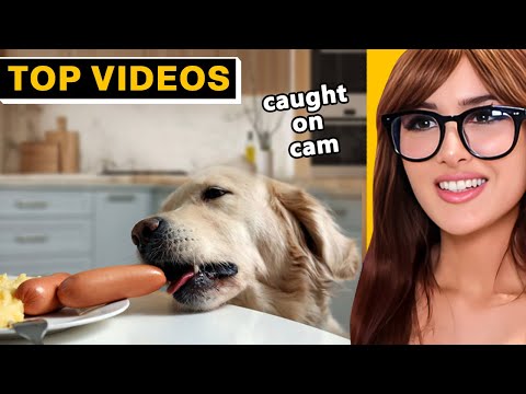 HILARIOUS Moments When PEOPLE GOT CAUGHT in 4K! | SSSniperWolf