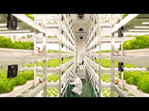 Innovation in Future Agriculture! The Process of Growing Vegetables with Cutting-Edge Technology