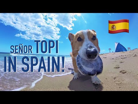 TOPI IN BARCELONA! - Topi the Corgi