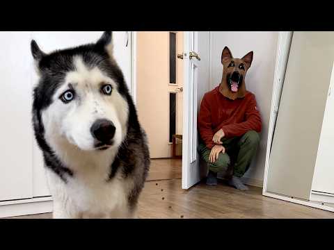 Huskies Didn't Recognise Me in German Shepherd Mask