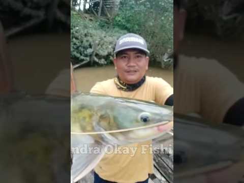 MANCING IKAN BAUNG SUNGAI #mancingdisungai #mancingikanbaungdisungai #predatorsungai #sungaiseruyan