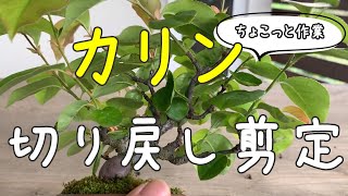 カリンの切り戻し剪定【キミのミニ盆栽びより】Picking quince buds/Recogiendo capullos de membrillo