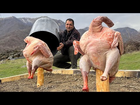 Huge Turkeys under Barrels in the Fire! A Unique Way and Delicious Meat