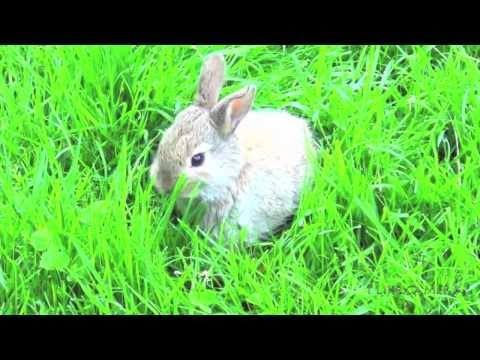 Baby bunny rabbit first time outside