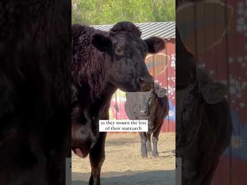 Cows mourning the loss of their sister 💔