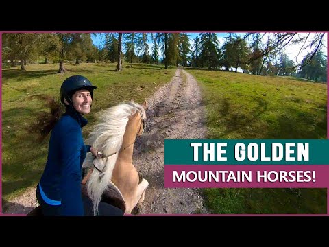 Equestrian Rides the Haflinger in South Tyrol!