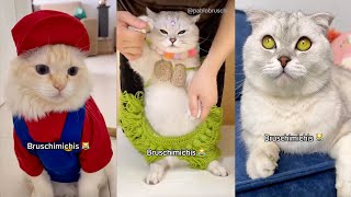 BRUSCHIMICHIS 😹 | ¡Los Gatos Más Graciosos del Año! ¡No Pararás de Reír!