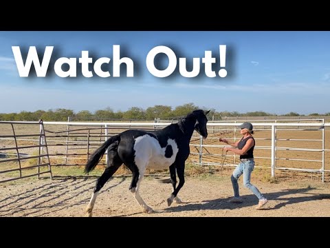 Pregnant Mare tries to Bite and Kick when you get Close!