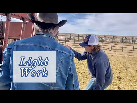 WORKING THE CALVES - Ear Tagging and Vaccinating #cattle #ranch