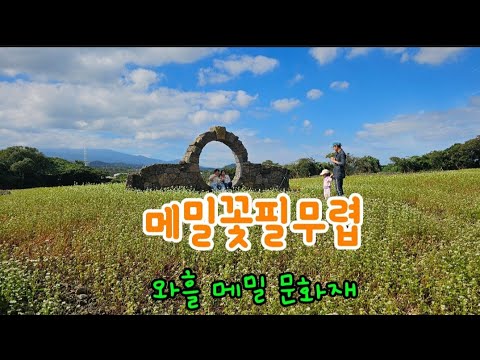 와흘메밀마을 메밀축제 남조로2455