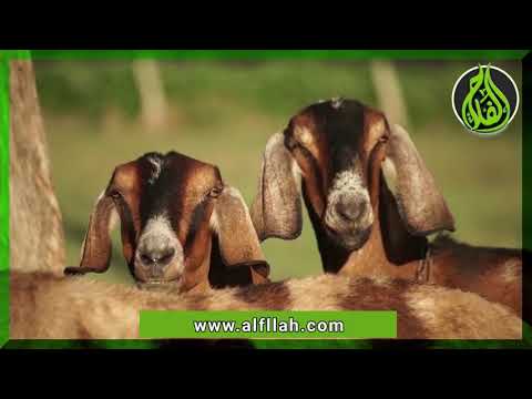 الماعز المصري اللي نجح في العالم كله وفشل في مصر  Anglo-Nubian goats