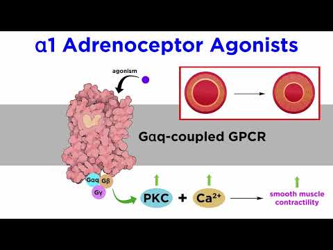 Vasoconstrictors (Treating Hypotension)