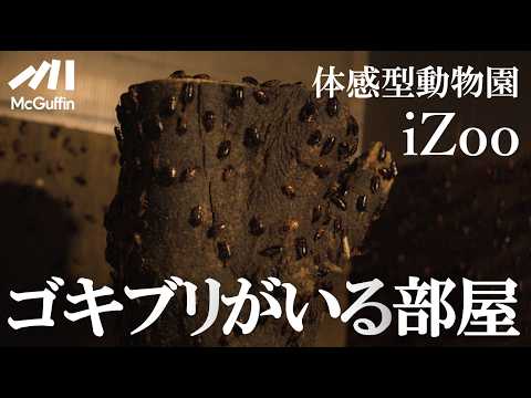 【爬虫類・両生類と触れ合う】体感型動物園iZooの施設案内！ワニやヘビとのふれあいコーナーも