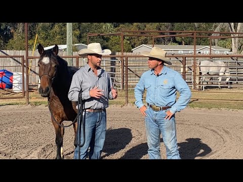 My Mustang gets Evaluated by another Trainer